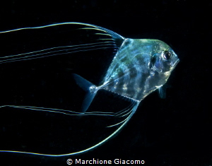 Alectis ciliaris,juvenile
Nikon D800E , 105 macro , two ... by Marchione Giacomo 